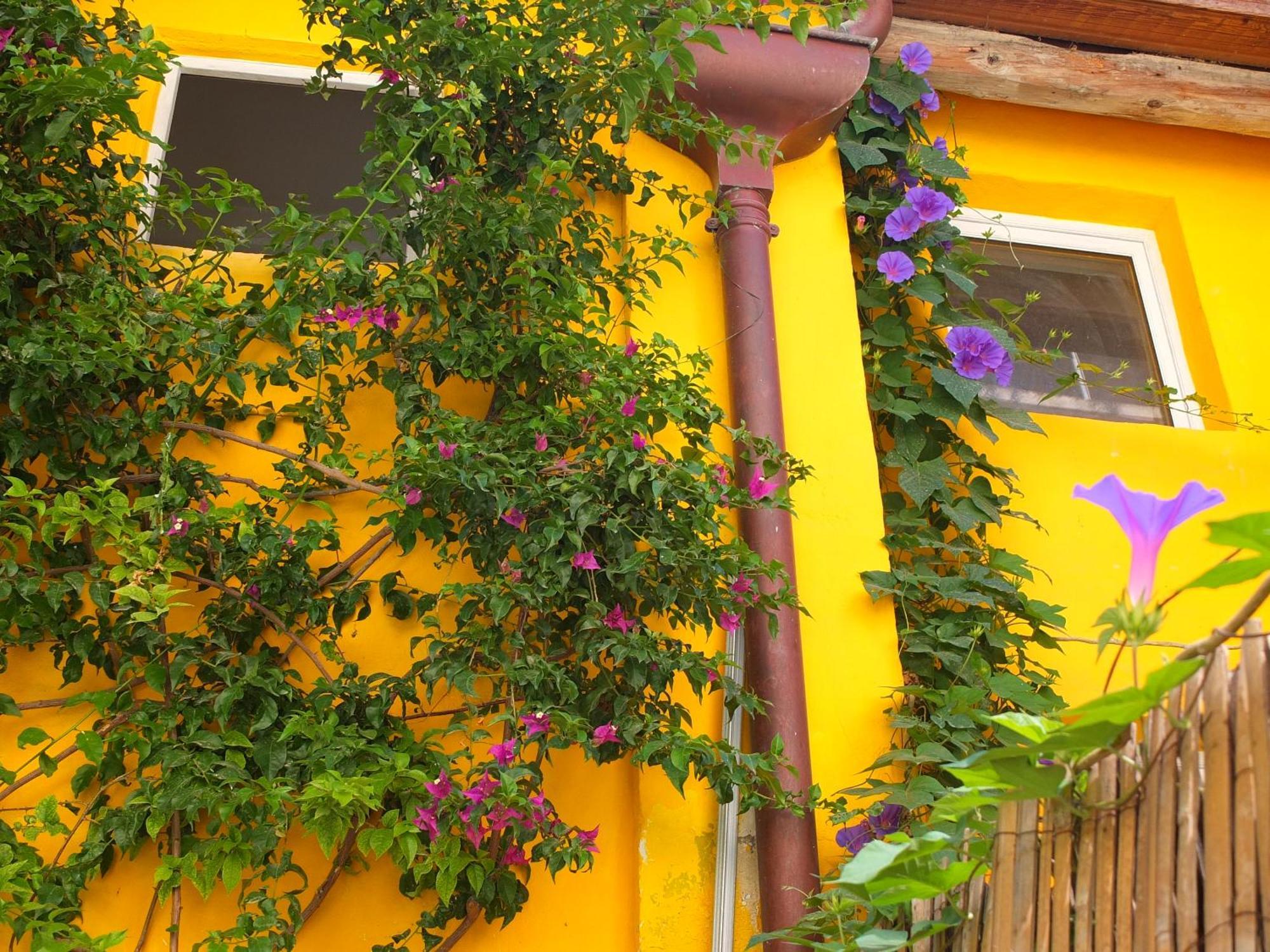 La Maison Jaune Sete Phòng bức ảnh